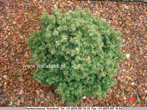 Tsuga canadensis 'Minuta'