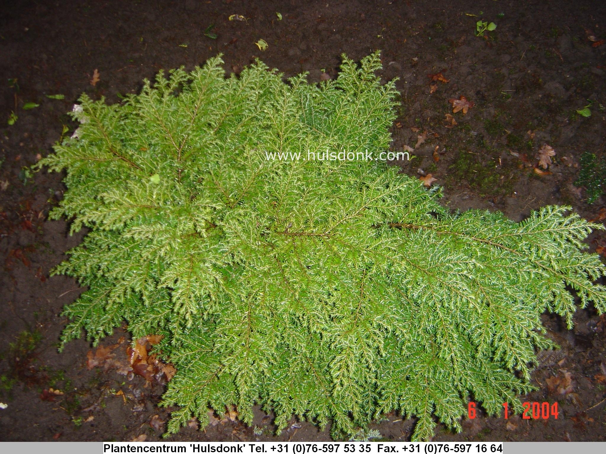 Tsuga canadensis 'Popeleski'