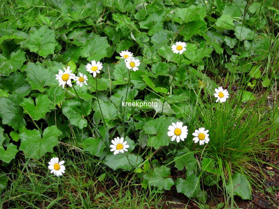 Leucanthemum vulgare