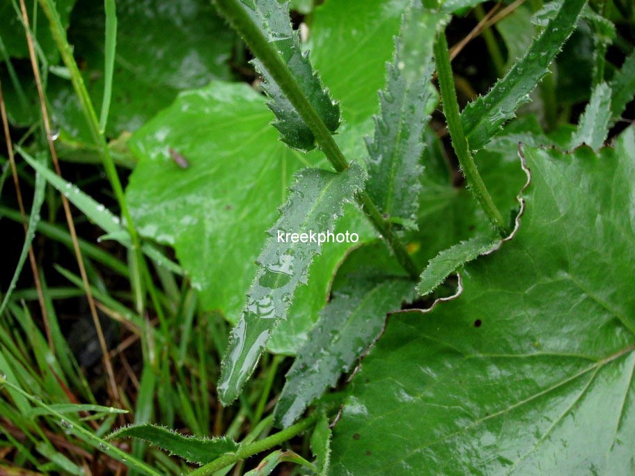 Leucanthemum vulgare