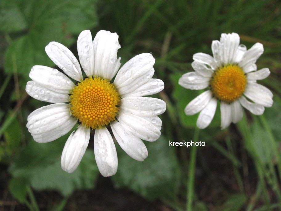 Leucanthemum vulgare