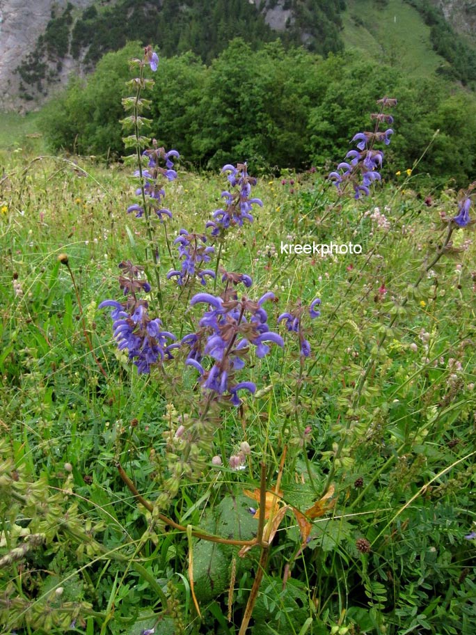 Salvia pratensis