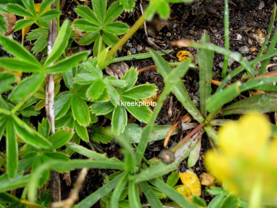 Potentilla aurea