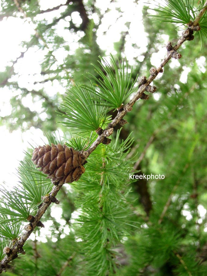 Larix decidua