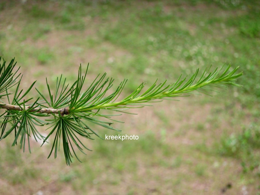 Larix decidua