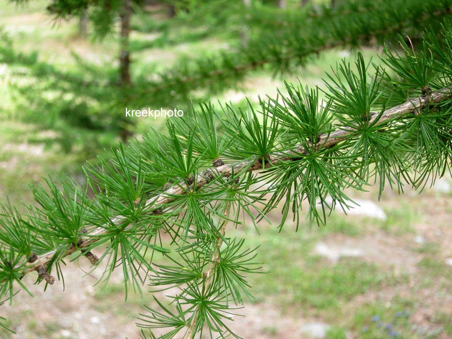 Larix decidua