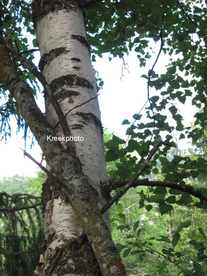 Betula pendula