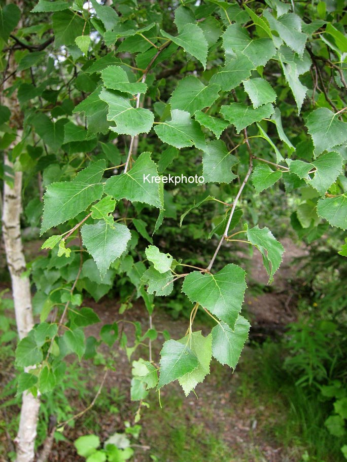 Betula pendula