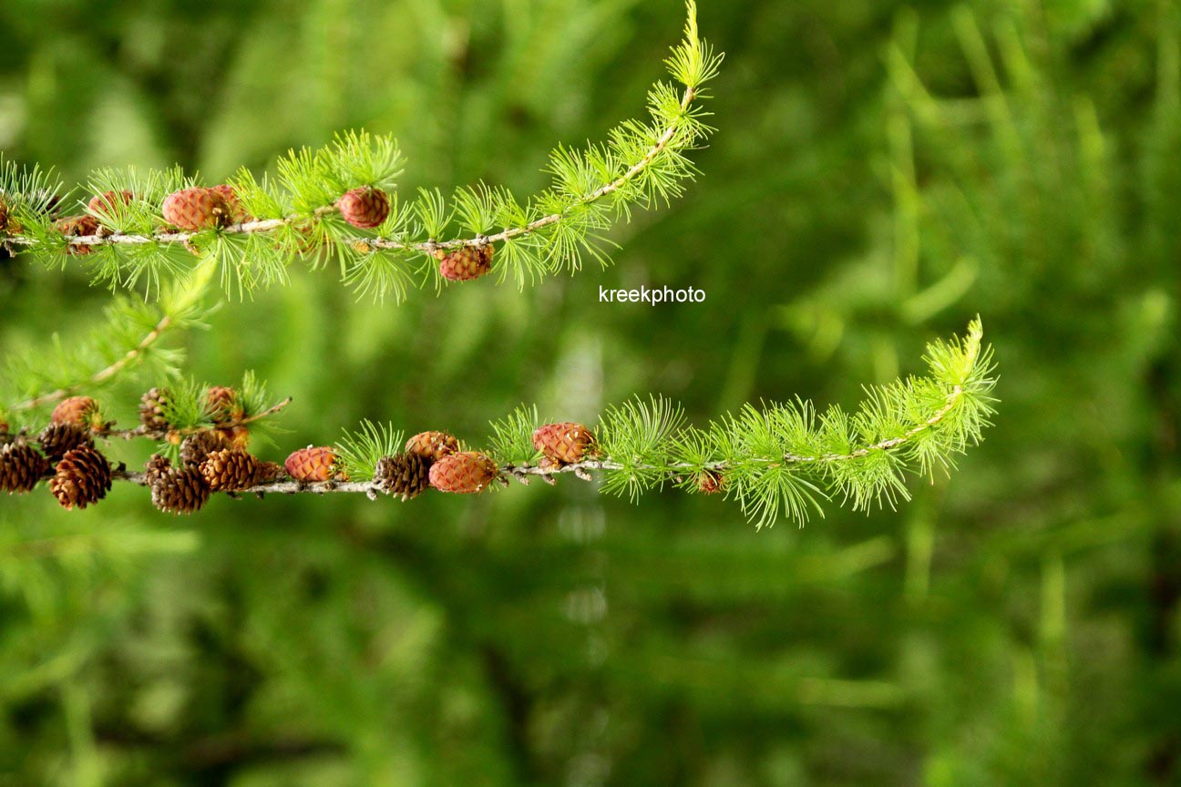 Larix decidua