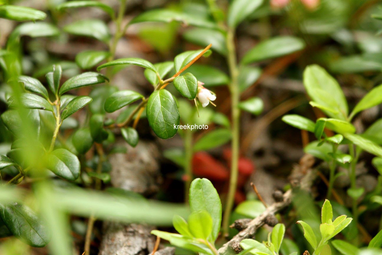 Vaccinium vitis-idaea