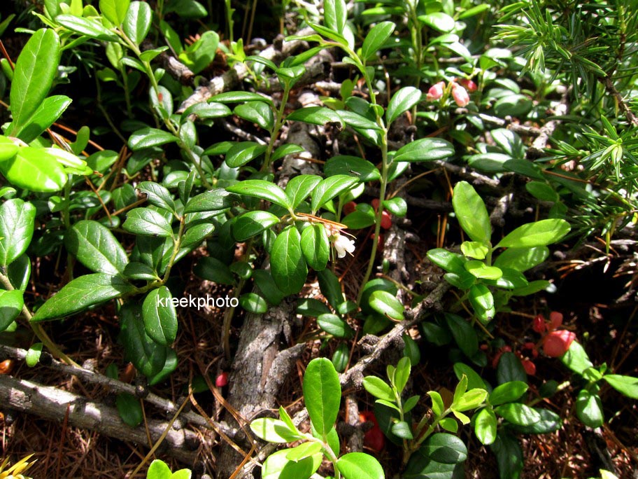 Vaccinium vitis-idaea