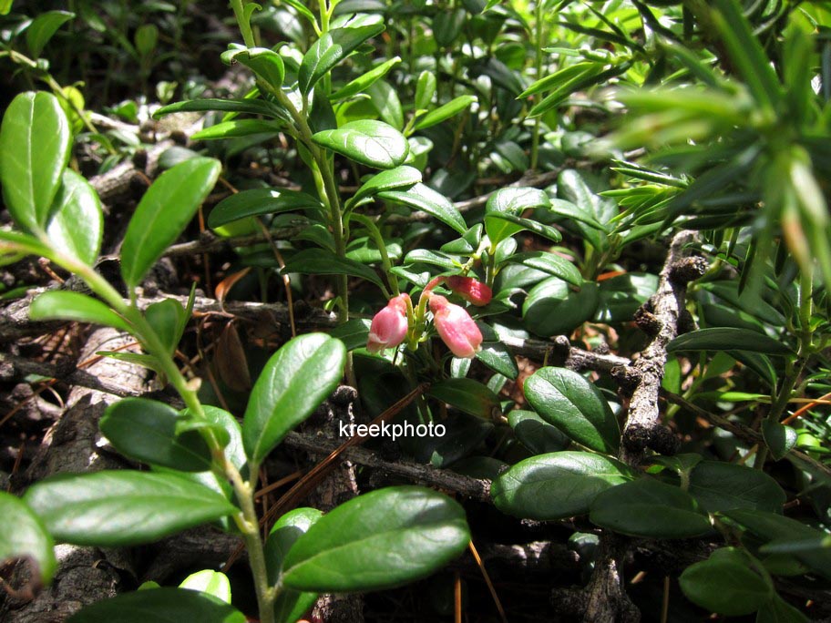 Vaccinium vitis-idaea