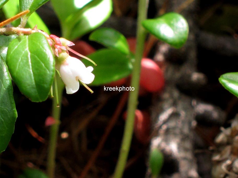 Vaccinium vitis-idaea