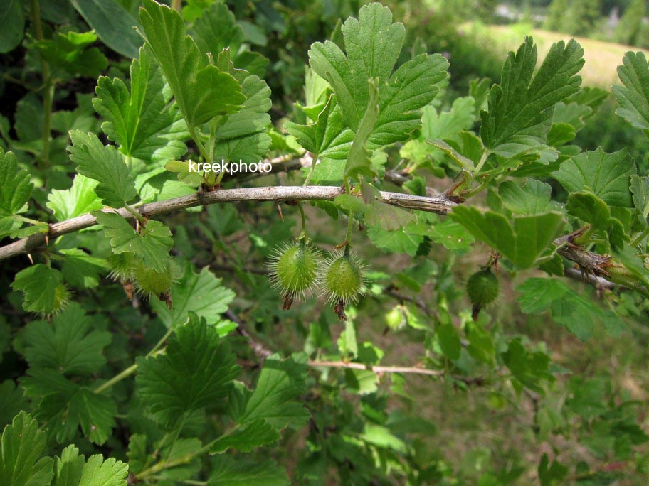 Ribes uva-crispa