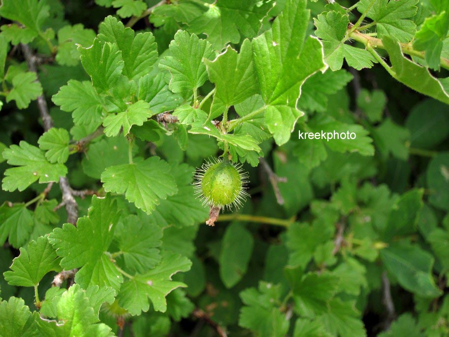 Ribes uva-crispa