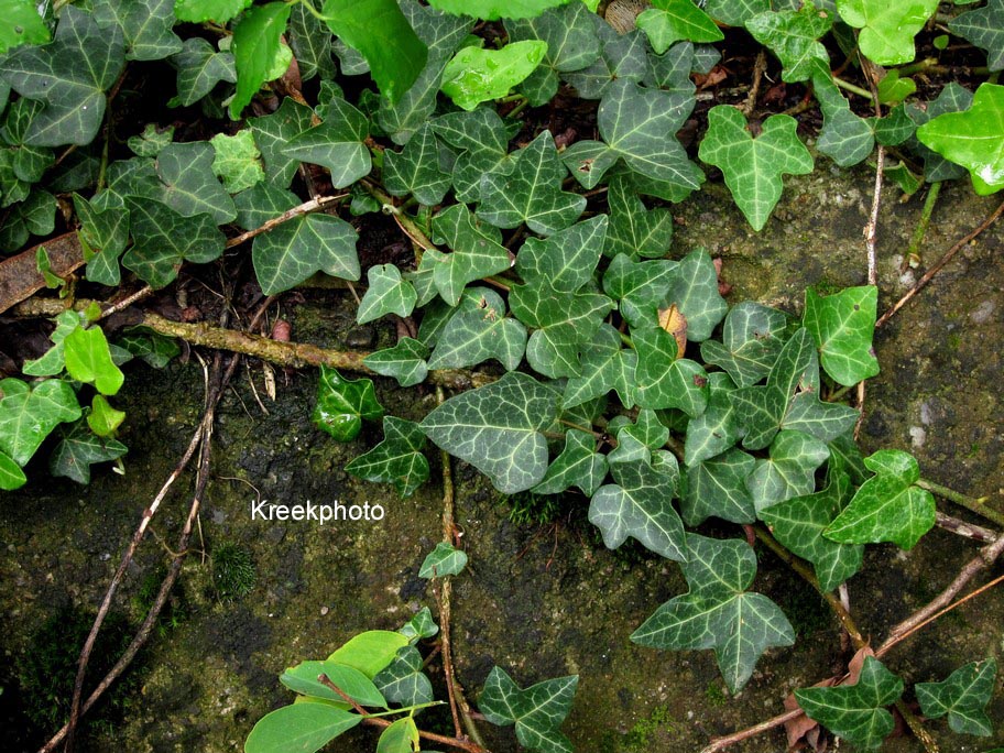 Hedera helix