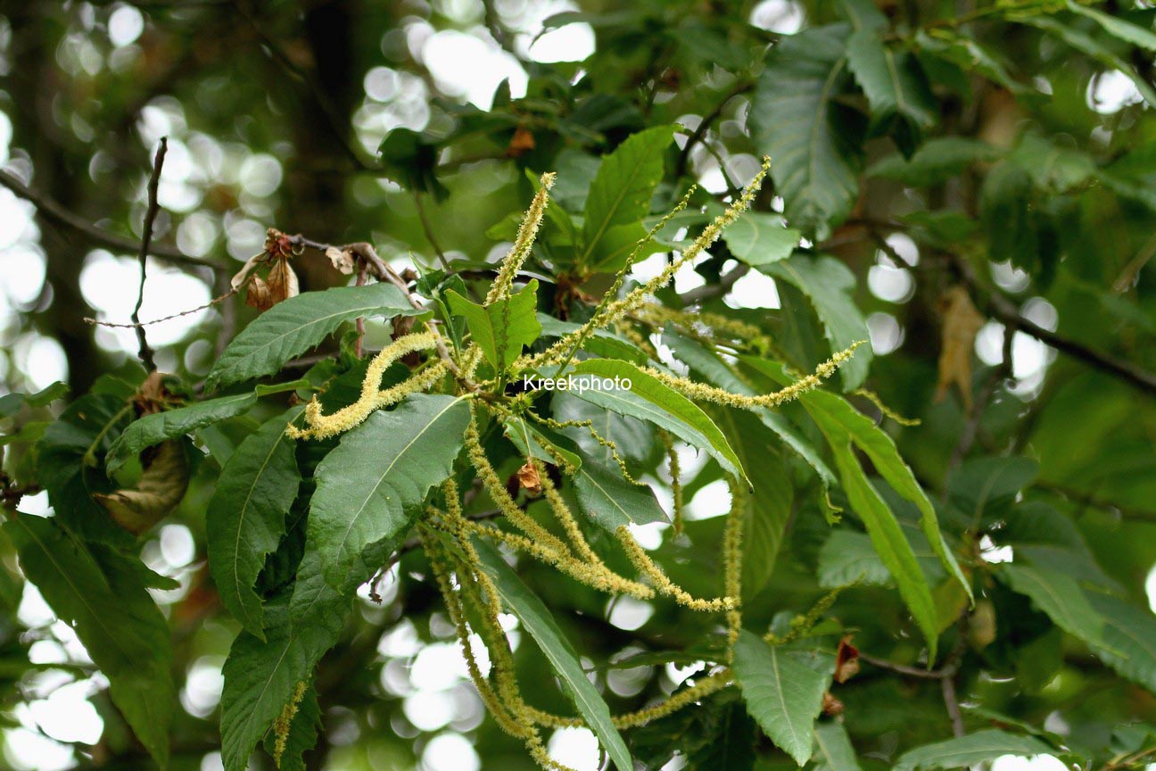 Castanea sativa