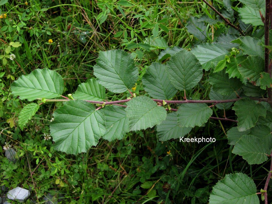 Corylus avellana