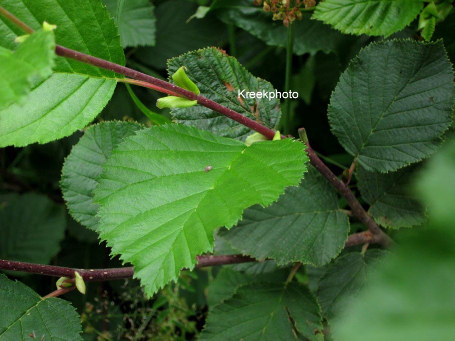 Corylus avellana