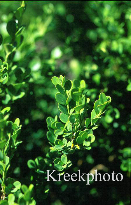 Buxus microphylla 'Trompenburg'