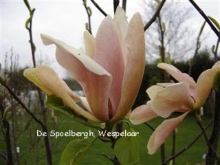 Magnolia 'Peachy'