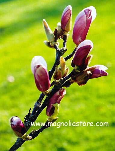 Magnolia 'Chang Hua' (CHAMELEON)