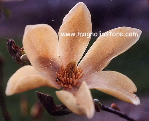 Magnolia 'Maxine Merrill'