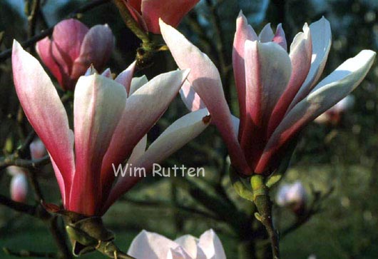 Magnolia 'Pickard's Schmetterling'