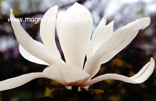 Magnolia 'White Mystery'