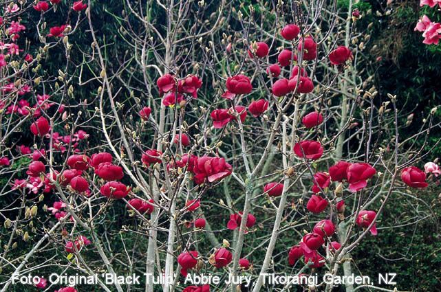 Magnolia 'Jurmagl' (BLACK TULIP)