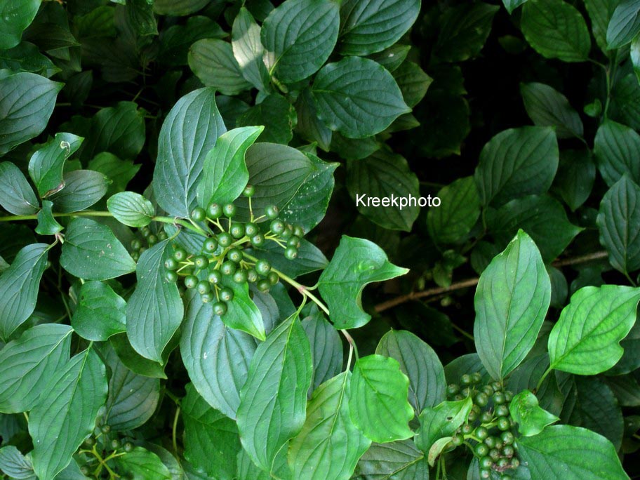 Cornus sanguinea