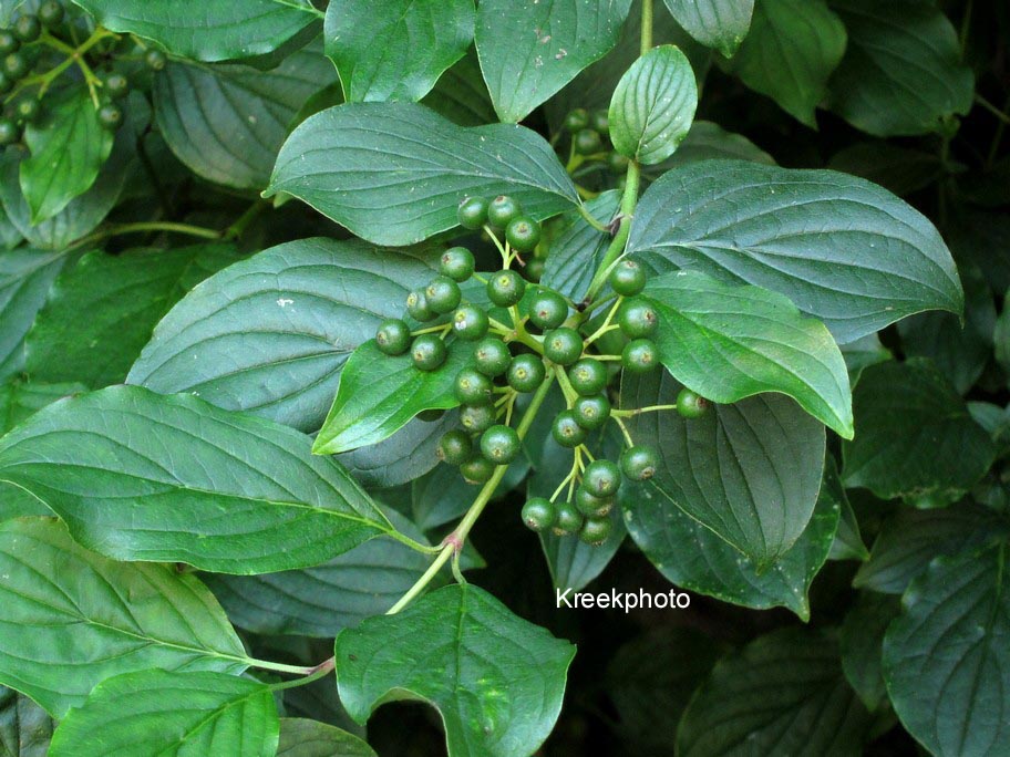 Cornus sanguinea