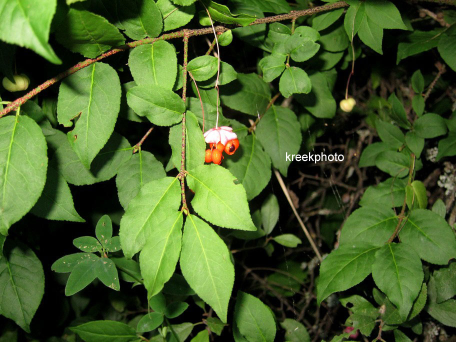 Euonymus europaeus