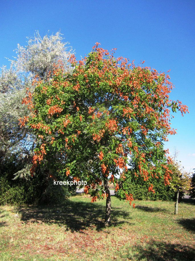 Koelreuteria paniculata