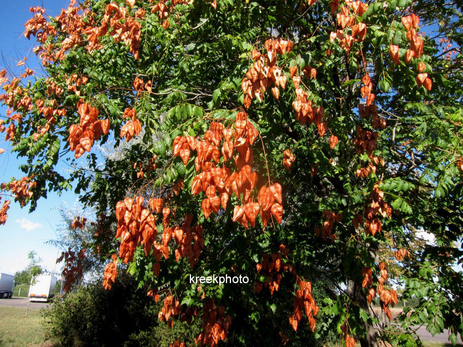 Koelreuteria paniculata