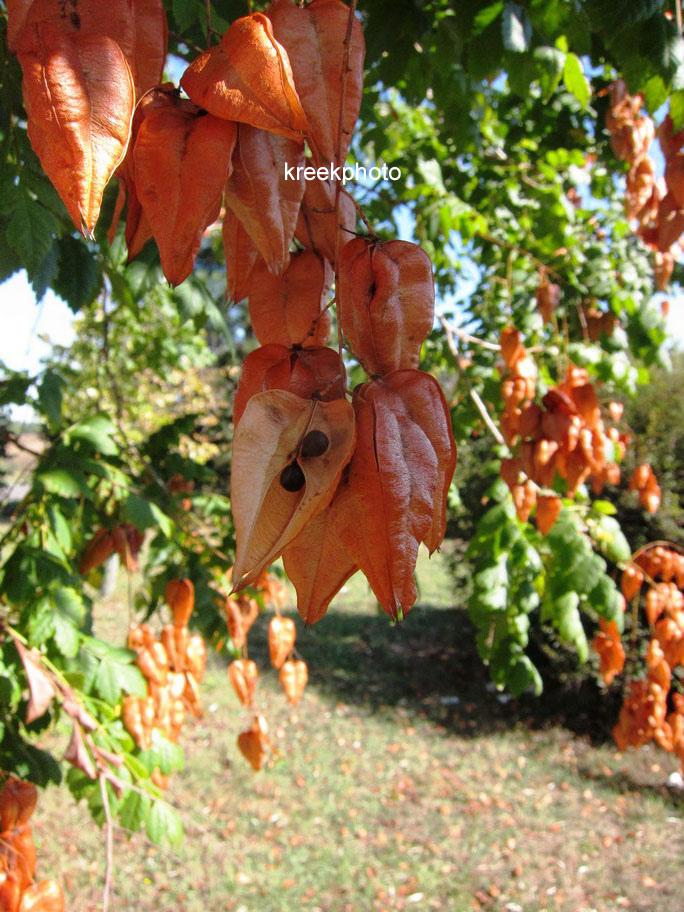 Koelreuteria paniculata