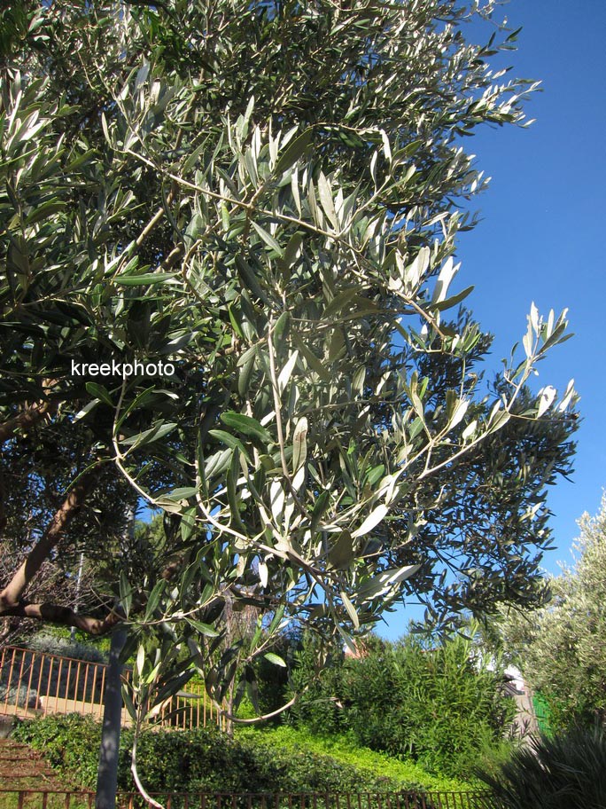 Olea europaea