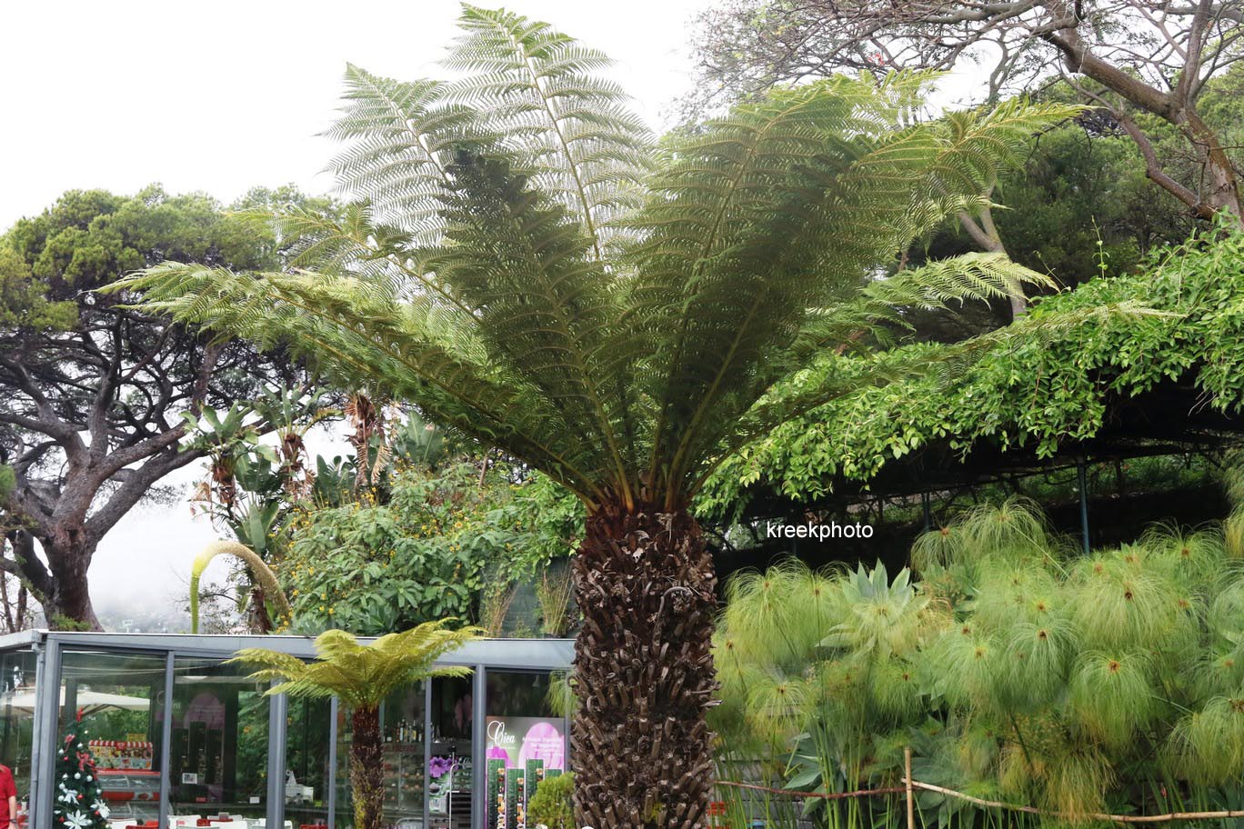 Dicksonia antarctica