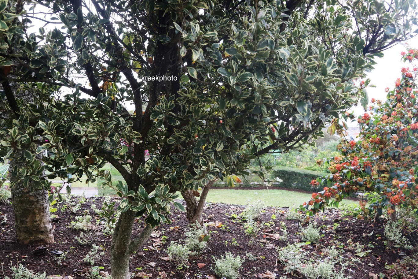 Osmanthus heterophyllus 'Variegatus'