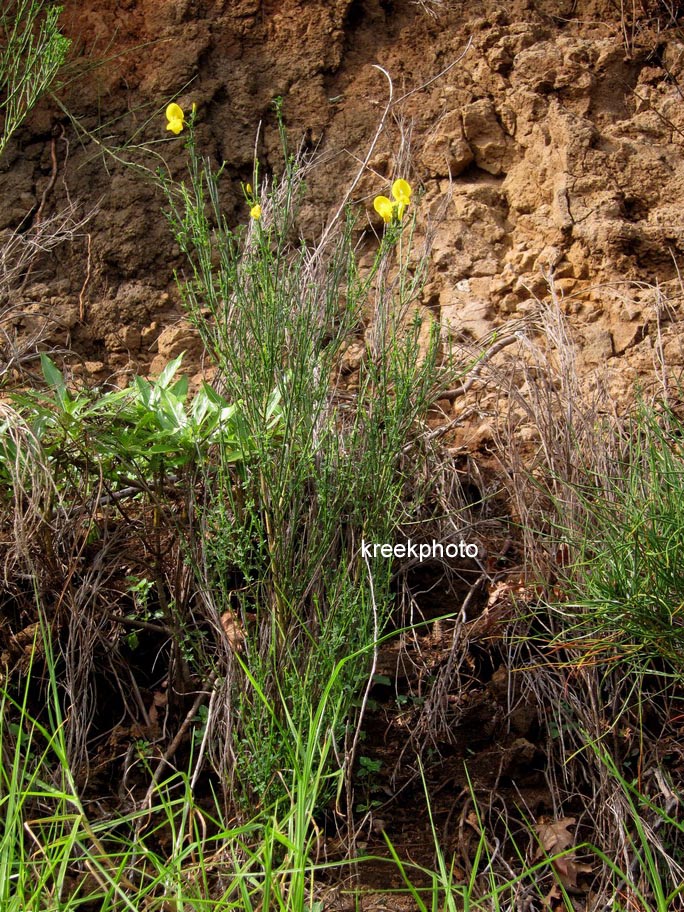 Cytisus scoparius