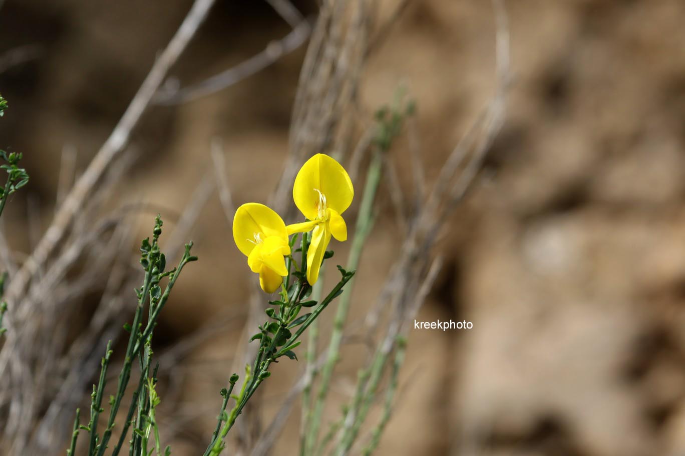 Cytisus scoparius