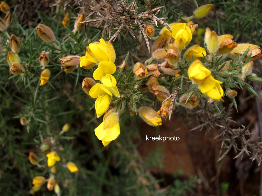 Ulex europaeus