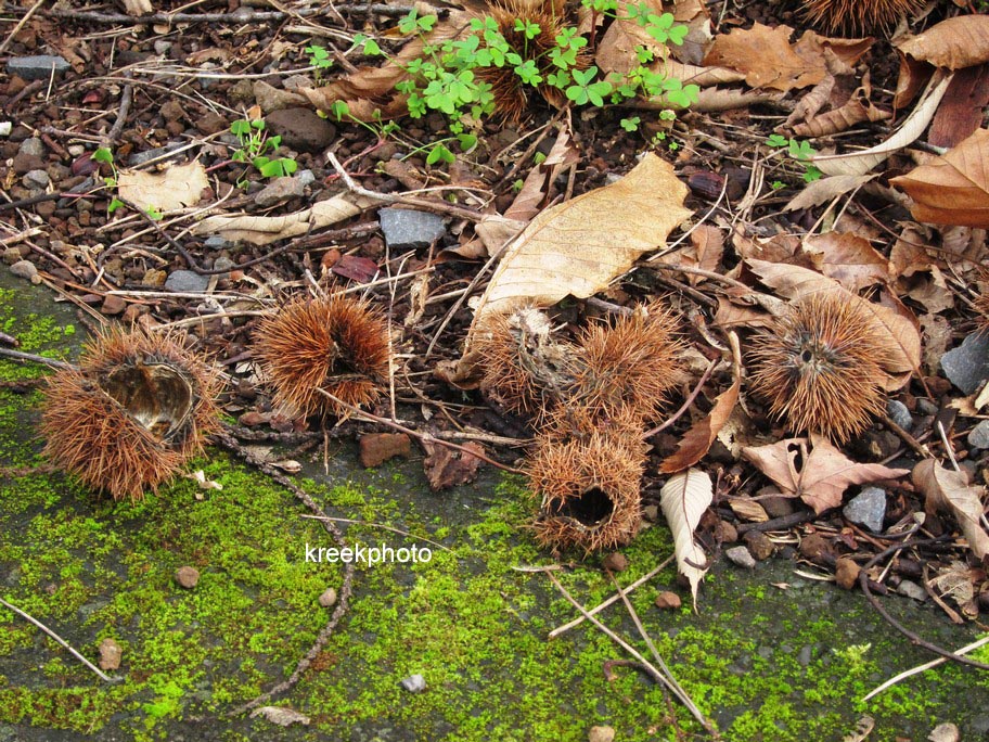 Castanea sativa