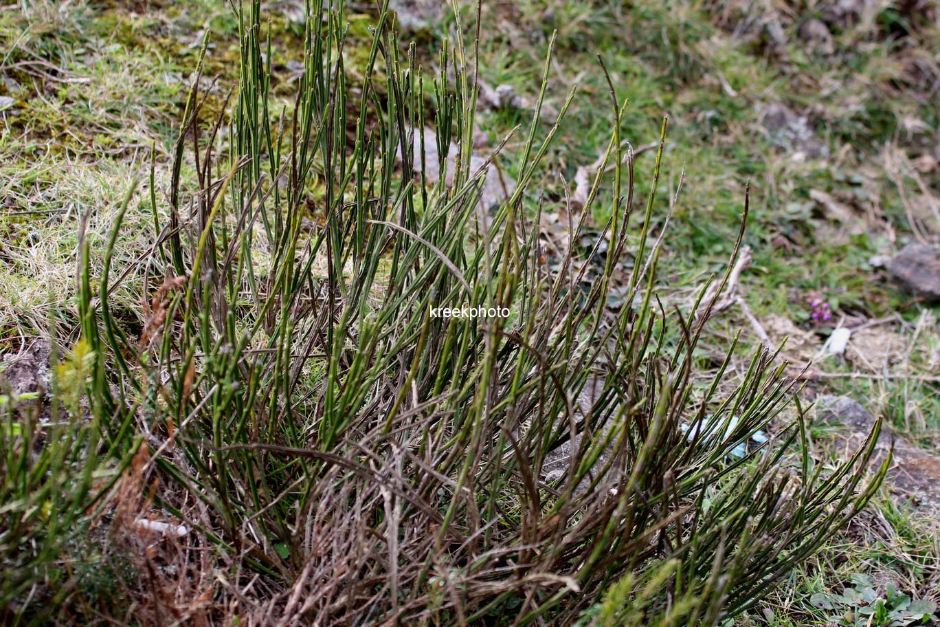 Cytisus scoparius