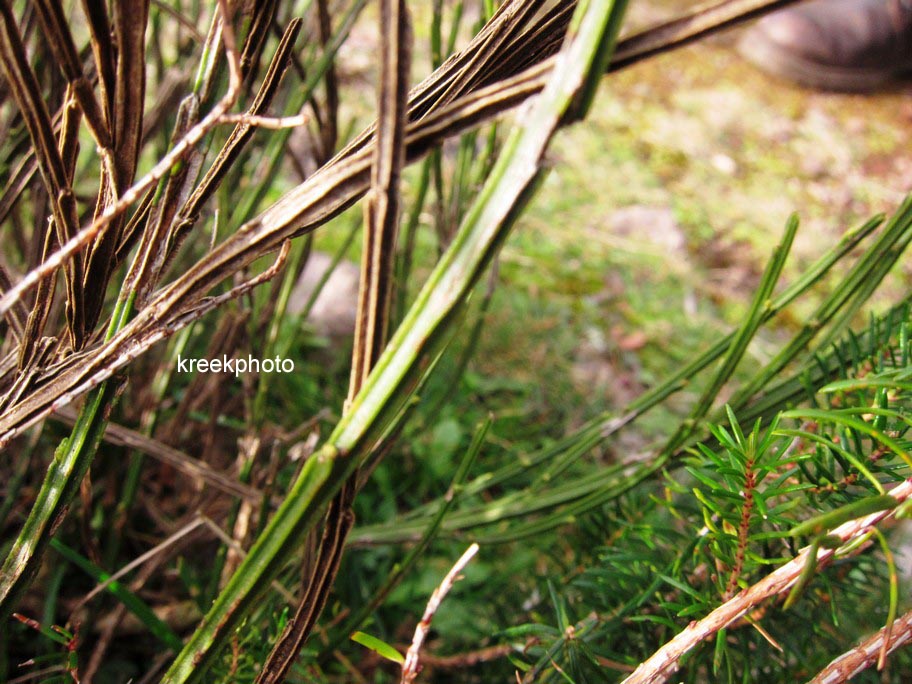 Cytisus scoparius