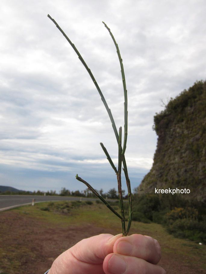 Cytisus scoparius