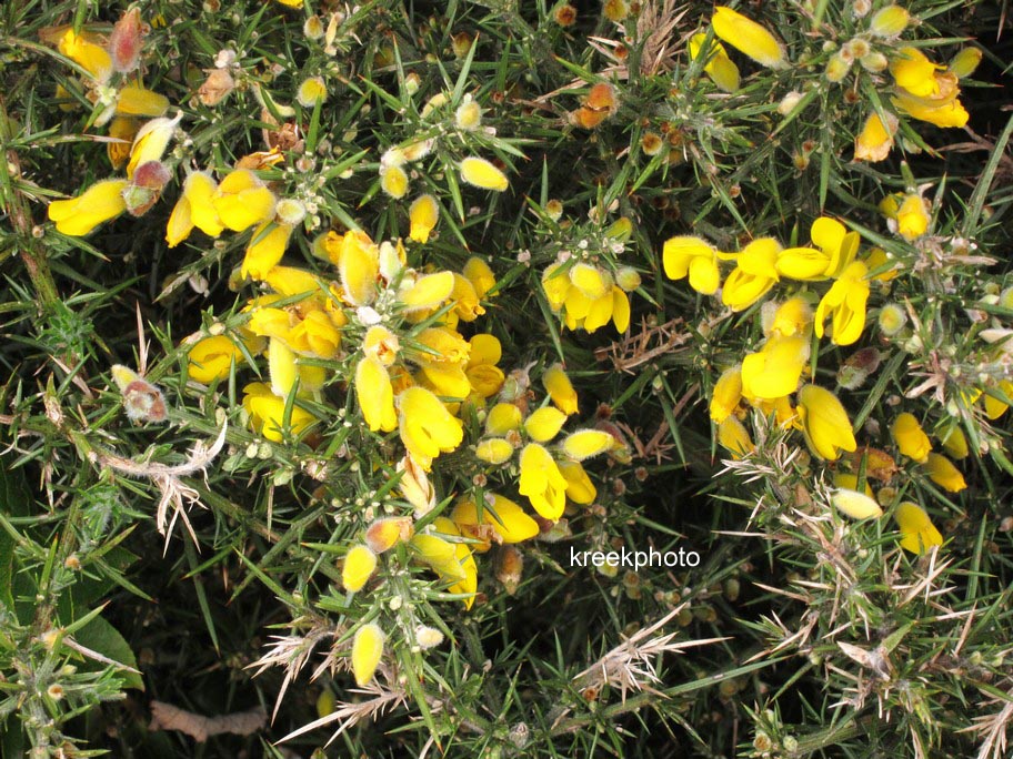 Ulex europaeus