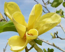 Magnolia 'Golden Sun'