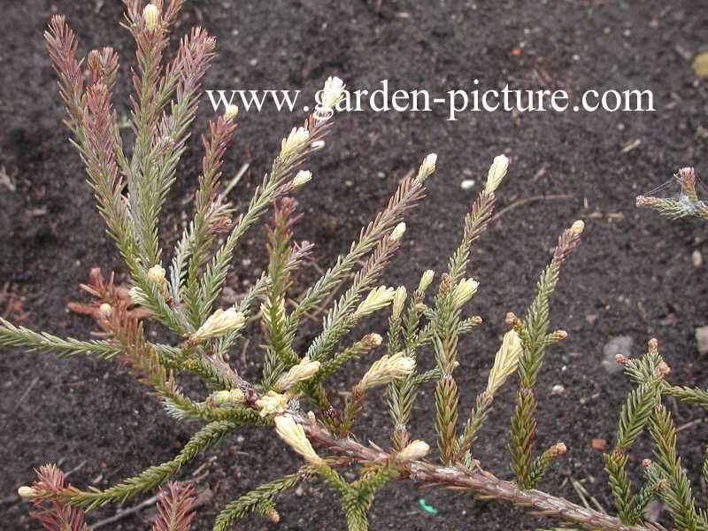 Sequoia sempervirens 'Adpressa'