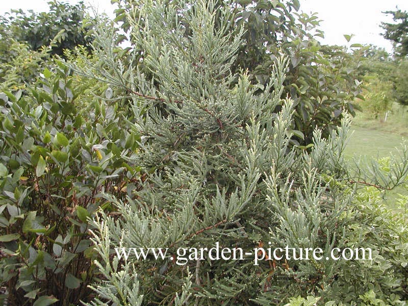 Sequoia sempervirens 'Adpressa'